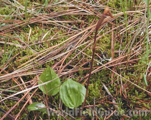 Post Bloom<br>(Location of Picture: Conconully, Washington, USA, 2008)