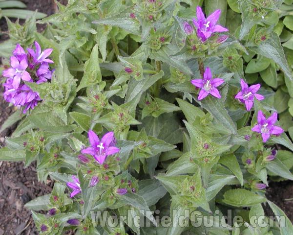 Top Of Plant in  Bloom<br>(Location of Picture: Manito Garden, Washington, 2008)