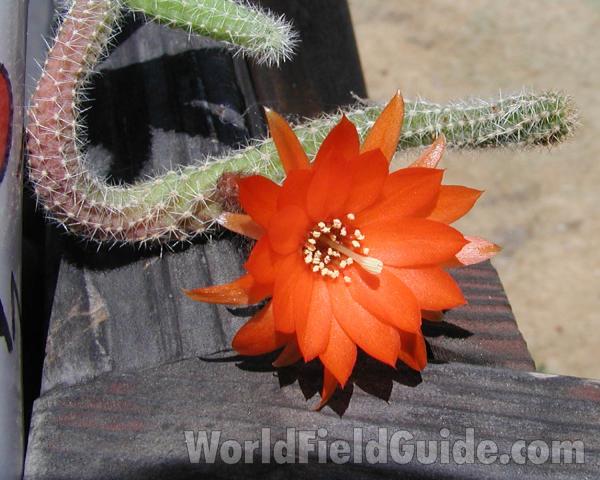 Top Of Plant in  Bloom<br>(Location of Picture: Private Home, Washington, USA, 2008)