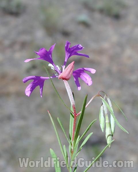 Top Of Plant in  Bloom - Rear View<br>(Location of Picture: Creston, Washington, USA, 2008)