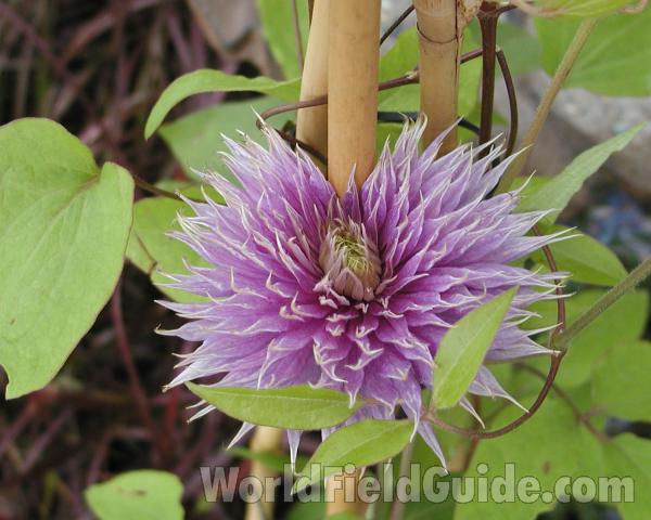 Multiple - Flower Front<br>(Location of Picture: Shady Creek Nursery, Wa, USA, 2008)