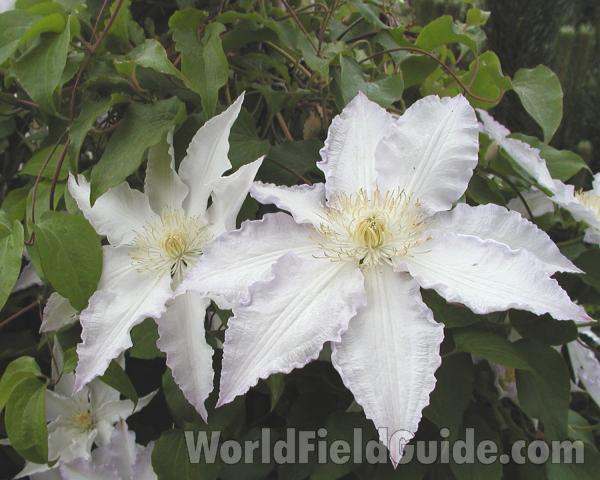 White - Flower Front<br>(Location of Picture: Shady Creek Nursery, Wa, USA, 2008)