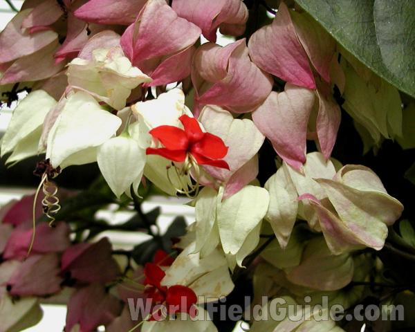 Flowers<br>(Location of Picture: Manito Garden, Washington, USA, '08)