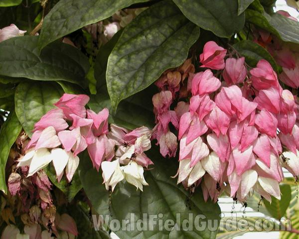 Bracts and Leaves<br>(Location of Picture: Manito Garden, Washington, USA, '08)