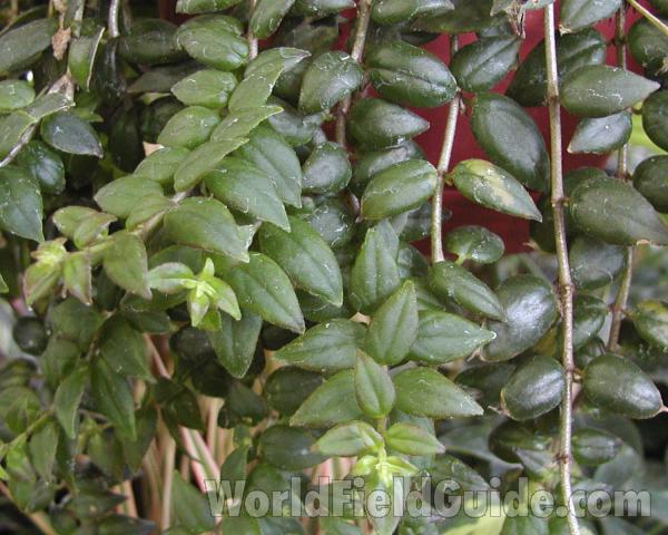 Leaves<br>(Location of Picture: Commercially Grown)