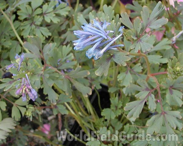 Top Of Plant in  Bloom<br>(Location of Picture: Shady Creek Nursery, Wa, USA, 2008)