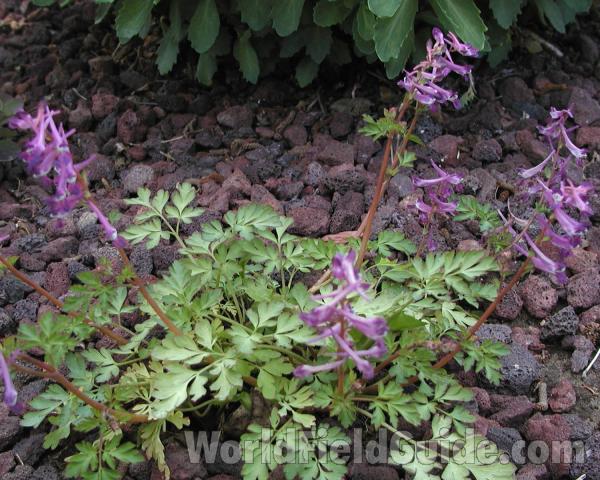 Garden View<br>(Location of Picture: Private Garden, Okanogan, Wa, 2008)
