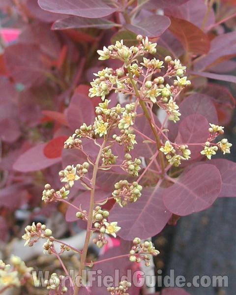 Flowers<br>(Location of Picture: Shady Creek Nursery, Wa, USA, 2008)