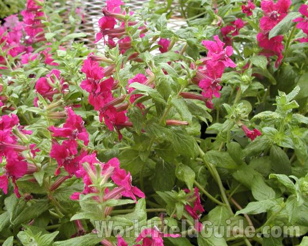 Top Of Plant in  Bloom<br>(Location of Picture: Shady Creek Nursery, Wa, USA, 2008)