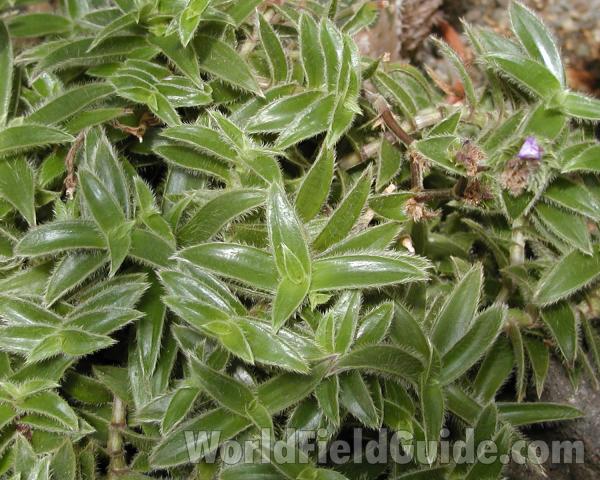 Leaves<br>(Location of Picture: Manito Gardens, Wa, USA, 2008)