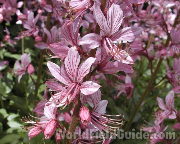 Pink Flowers<br>(Location of Picture: Manito Garden, Wa, USA, 2008)