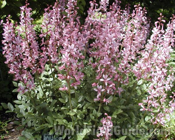 Garden View<br>(Location of Picture: Manito Garden, Wa, USA, 2008)