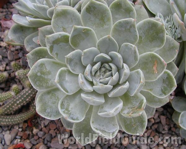Leaves<br>(Location of Picture: Manito Garden, Wa, USA, 2008)