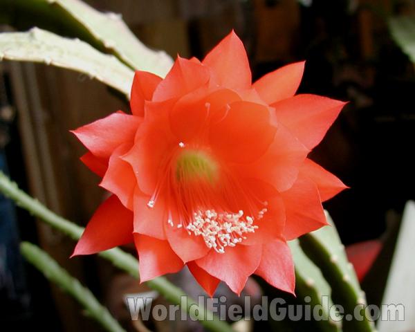 Flower - Front View<br>(Location of Picture: Private Home, Okanogan, Wa, 2008)
