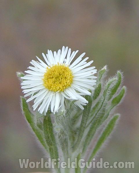Flower - Front View<br>(Location of Picture: Okanogan, Wa, USA, 2008)