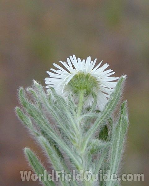 Flower - Rear View With Leaves<br>(Location of Picture: Okanogan, Wa, USA, 2008)