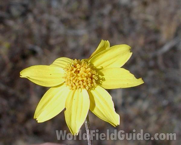 Flower - Angle View<br>(Location of Picture: Creston, Washington, USA, 2008)