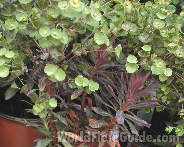 Stem and Leaves<br>(Location of Picture: Commercially Grown)