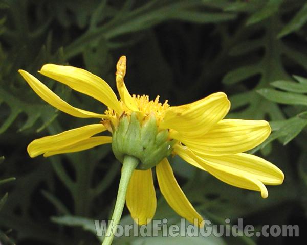 Flower - Rear View<br>(Location of Picture: Commercially Grown)