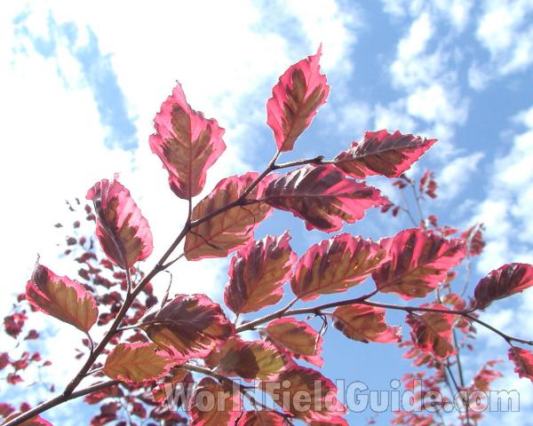 Leaves Against Sky<br>(Location of Picture: Shady Creek Nursery, Wa, USA, 2008)