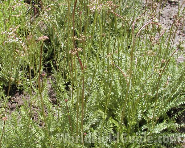 Garden View<br>(Location of Picture: Manito Gardens, Wa, USA, 2008)