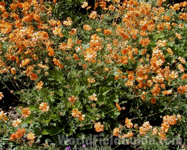 Garden View<br>(Location of Picture: Manito Garden, Wa, USA, 2008)