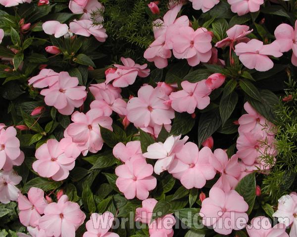Pink Flowers<br>(Location of Picture: Manito Garden, Wa, USA, 2008)