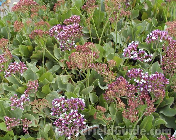 Top Of Plant in  Bloom<br>(Location of Picture: Commercially Grown)