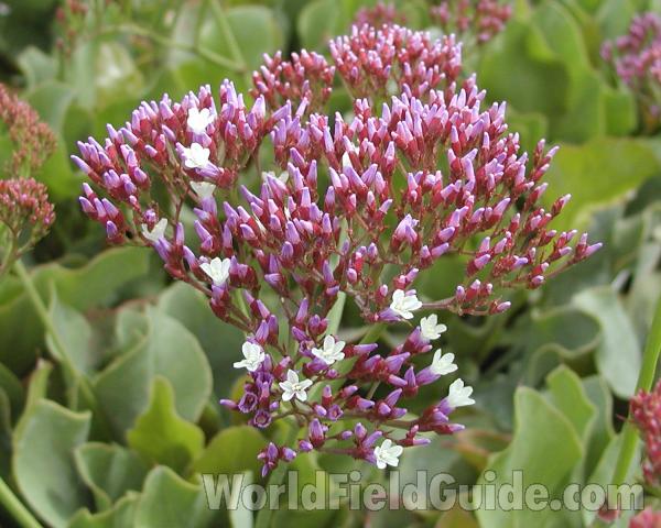Flower Cluster - Prebloom<br>(Location of Picture: Commercially Grown)