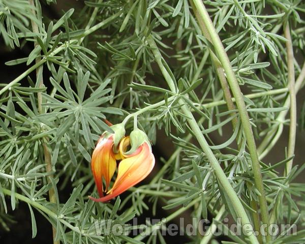 Leaves and Buds<br>(Location of Picture: Manito Garden, Washington, USA, '08)