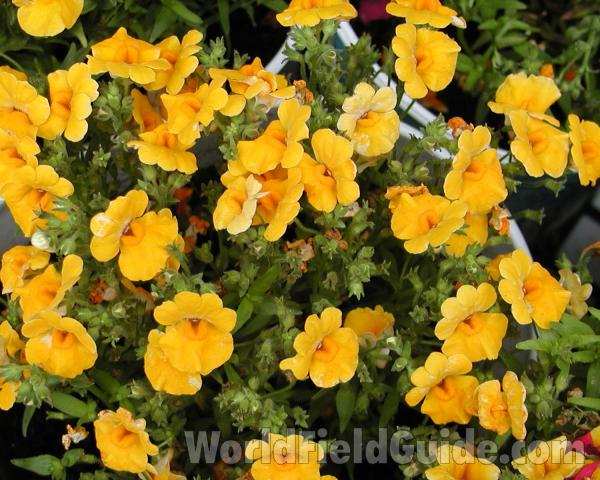 Top Of Plant in  Bloom - Yellow Flowers<br>(Location of Picture: Commercially Grown)