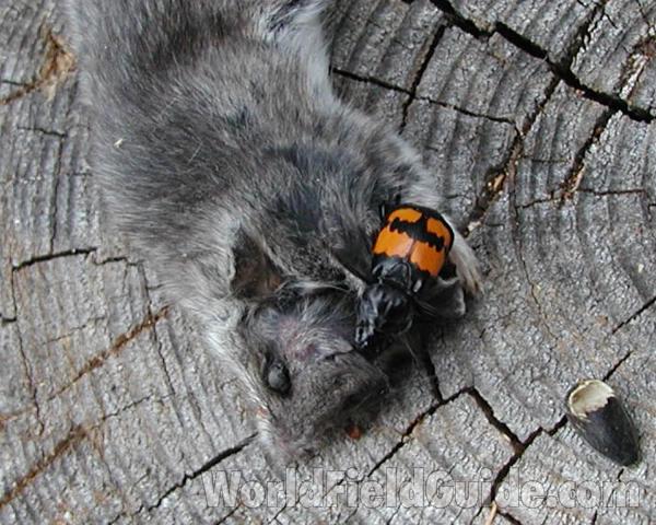 Discovery Of Dead Mouse<br>(Location of Picture: Conconully, Washington, USA, 2008)