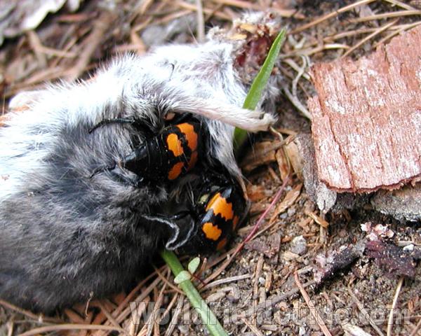 Beetles At Work<br>(Location of Picture: Conconully, Washington, USA, 2008)