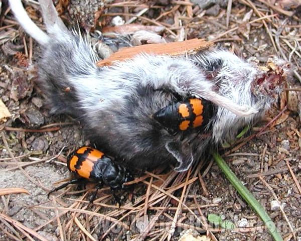 Beetles At Work - Later View<br>(Location of Picture: Conconully, Washington, USA, 2008)