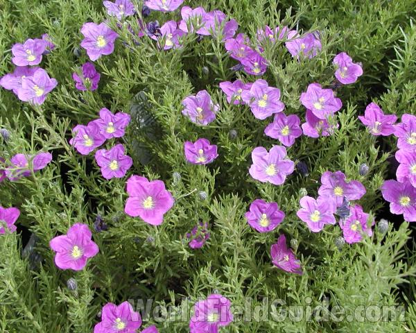 Garden View<br>(Location of Picture: Commercially Grown)