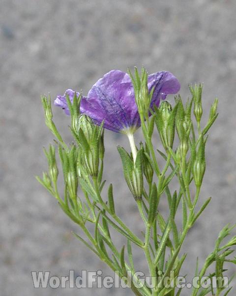 Top Of Plant in  Bloom - Flower Side<br>(Location of Picture: Commercially Grown)