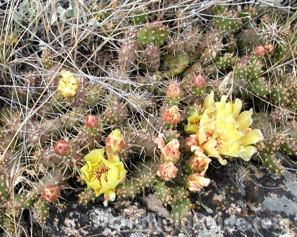 Habitat View in  Bloom<br>(Location of Picture: Okanogan, Washington, USA, 2008)