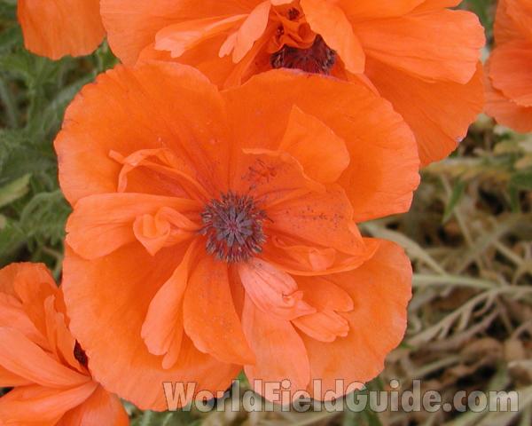 Orange Flower<br>(Location of Picture: Nwsp, Washington, USA, 20008)