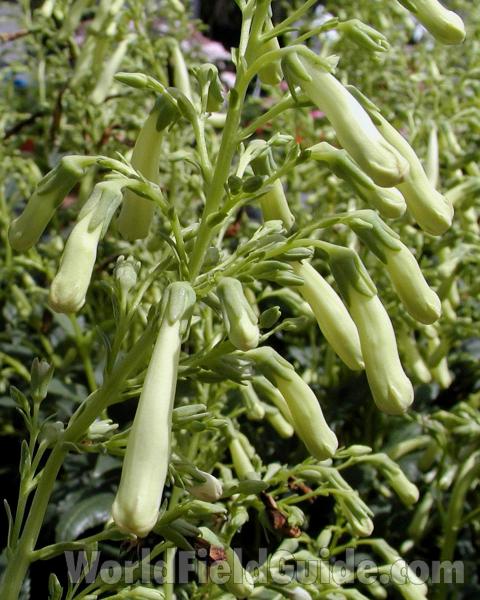 Flowers<br>(Location of Picture: Commercially Grown)