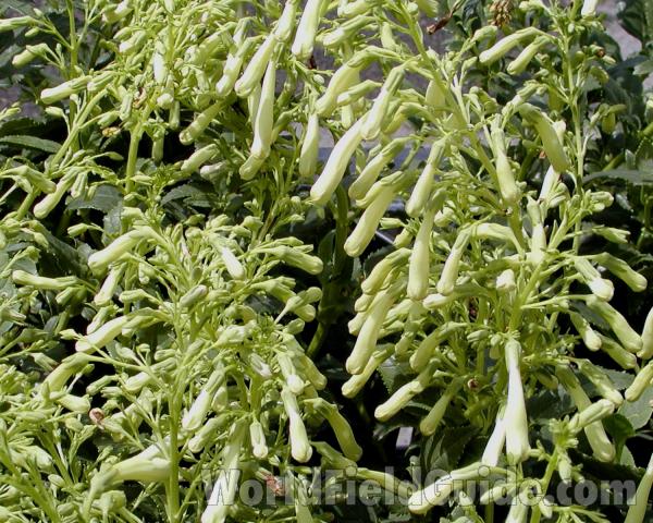 Top Of Plant in  Bloom<br>(Location of Picture: Commercially Grown)