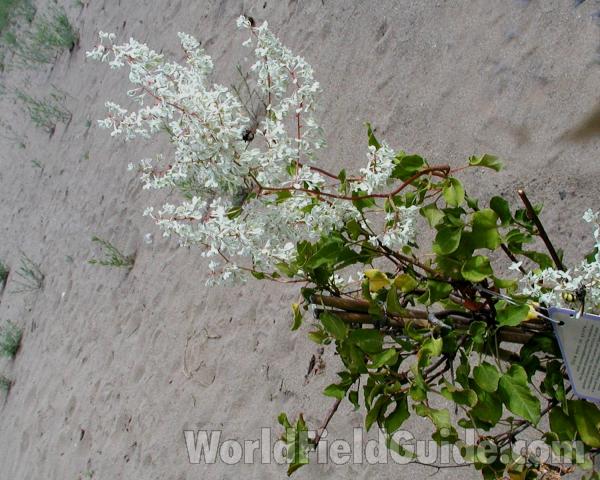 Top Of Plant in  Bloom<br>(Location of Picture: Shady Creek Nursery, Wa, USA, 2008)