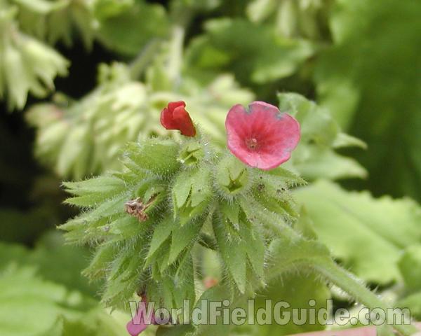 Top Of Plant in  Bloom - Pink Flower<br>(Location of Picture: Manito Garden, Washington, USA, '08)
