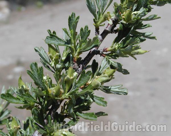 Twig and Leaves<br>(Location of Picture: Okanogan, Washington, USA, 2008)