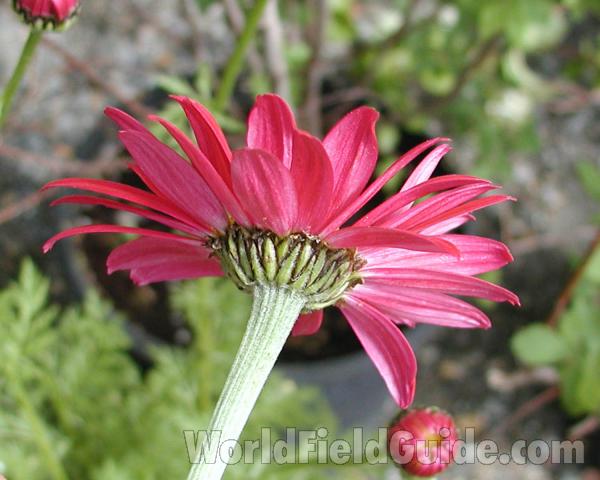 Flower - Rear View - Red<br>(Location of Picture: Shady Creek, Washington, USA, 2008)