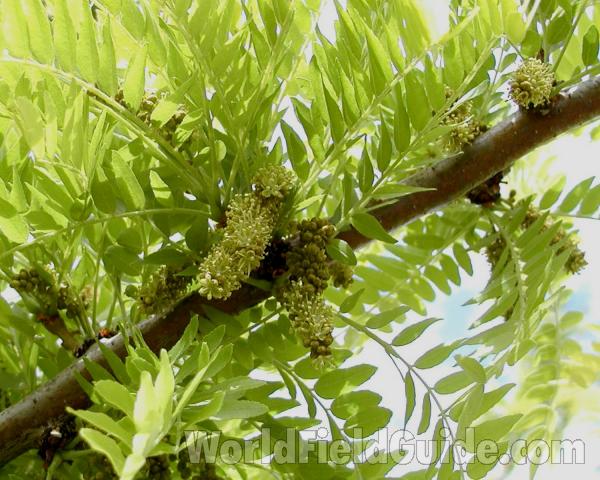 Leaves and Branch<br>(Location of Picture: Shady Creek Nursery, Wa, USA, 2008)