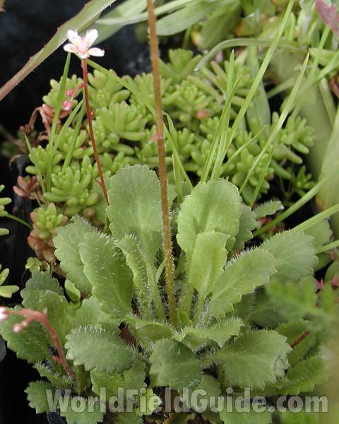 Silhouette Showing Basal Leaves<br>(Location of Picture: Nelson Flowers, Wa, USA, 2008)