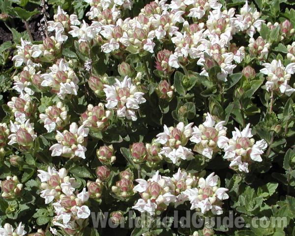 Garden View<br>(Location of Picture: Manito Garden, Wa, USA, 2008)