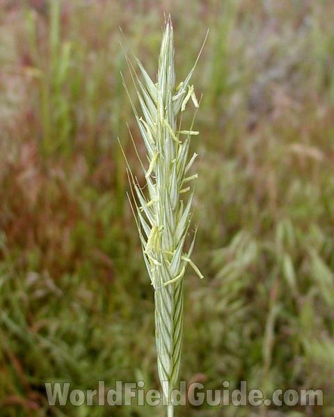 Top Of Plant in  Bloom<br>(Location of Picture: Okanogan, Washington, USA, 2008)