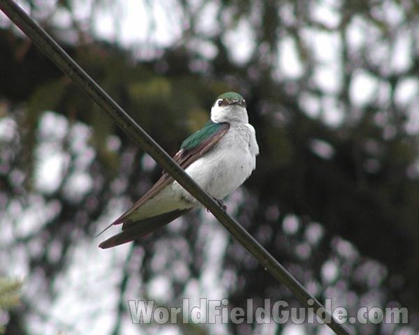 On Wire - Showing Breast<br>(Location of Picture: Okanogan, Washington, USA, 2008)