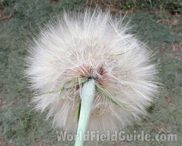 Seed Head - Bottom<br>(Location of Picture: Okanogan, Washington, USA, 2008)